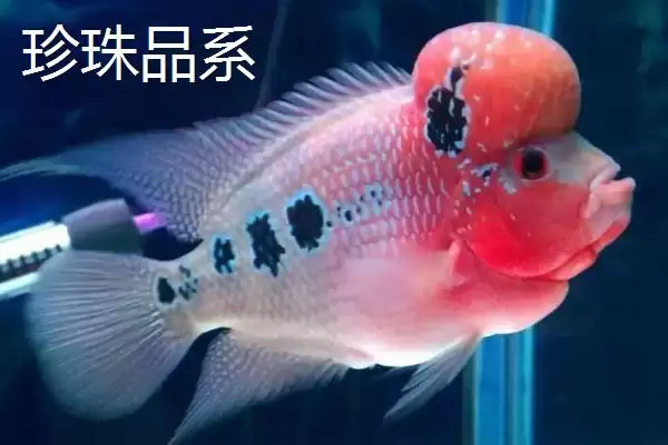 图片[2]-罗汉鱼起头时间是什么时候 ,珍珠品系罗汉鱼何时起头-会东网