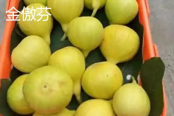 图片[6]-适合在家种植的无花果品种？选择在家种植的无花果品种要关注哪些特性？-会东网