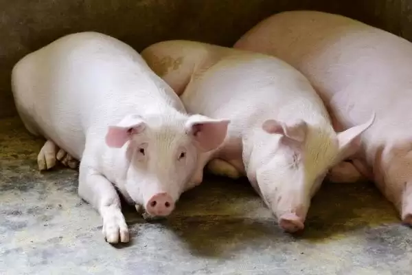 探究猪身上出现红点原因的方法和重点？养猪要做好哪些皮肤健康细节？插图2