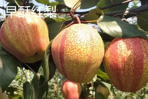 图片[3]-认识优质梨子品种的方法和重点？认识优质梨子品种要做好哪些细节？-会东网