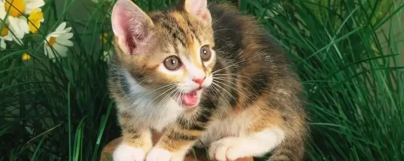 猫咪不喝水是何原因 ,水不干净或生病导致猫咪不喝水-会东网