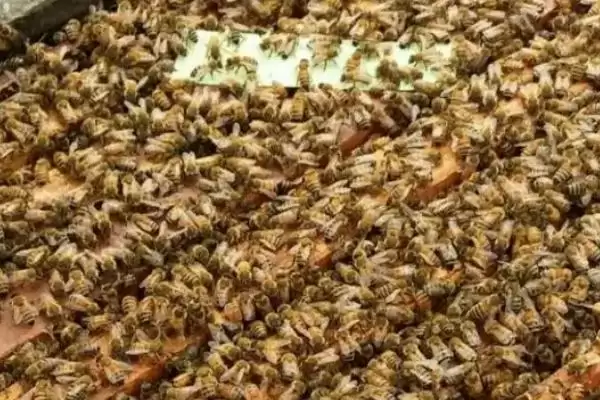 图片[4]-一箱蜜蜂一年产多少蜜，蜂种、蜜源、气候和技术均会影响产量-会东网