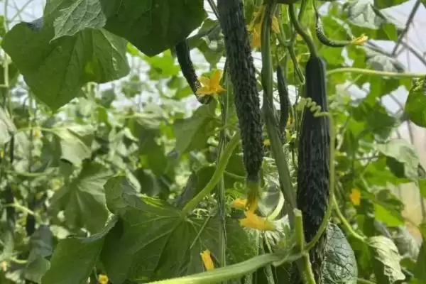 越冬水果型小黄瓜栽培技术的方法和重点?种越冬小黄瓜要做好哪些细节?插图7 越冬水果型小黄瓜栽培技术的方法和重点?种越冬小黄瓜要做好哪些细节?插图7