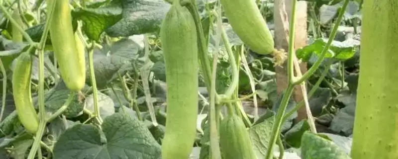 让黄瓜连续结瓜的方法和重点?种黄瓜要做好哪些细节?-会东网