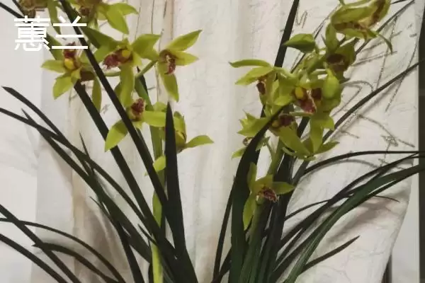 兰花的品种分类 ,兰花主要分为哪些常见品种呢?插图2 兰花的品种分类 ,兰花主要分为哪些常见品种呢?插图2