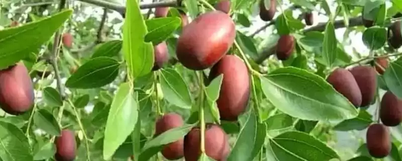 陕北大枣的特点是什么？了解陕北大枣特点要知晓哪些品质特性？-会东网