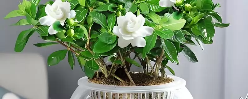 判断栀子花能否水培成活的方法和重点？判断栀子花能否水培成活要做好哪些细节？-会东网