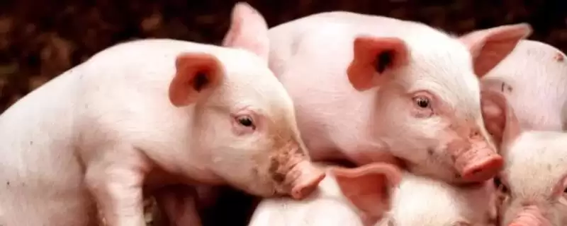 夏天让猪快速生长的方法和重点？养猪要做好哪些夏季养殖细节？-会东网