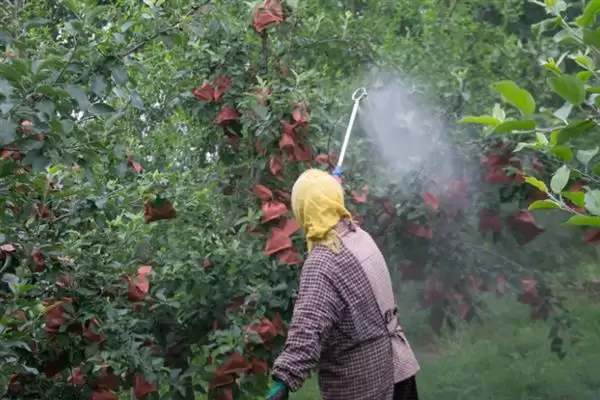 苹果盛果期怎么施肥,以钾肥为主,磷肥为辅插图2 苹果盛果期怎么施肥,以钾肥为主,磷肥为辅插图2