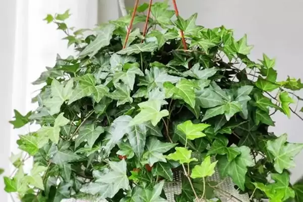 图片[4]-卫生间适合放什么小盆植物？选择卫生间摆放小盆植物要考虑哪些环境和养护要点？-会东网