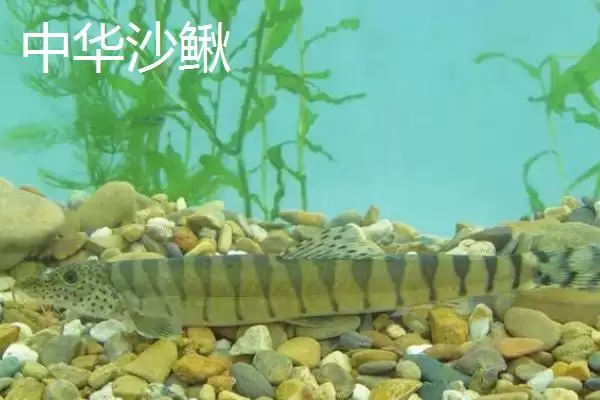 图片[5]-泥鳅苗价格揭秘：品种不同价格各异的真相-会东网