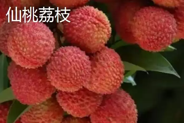 图片[8]-灵山荔枝的品种特点 ,灵山荔枝三月红有何成熟优势？-会东网