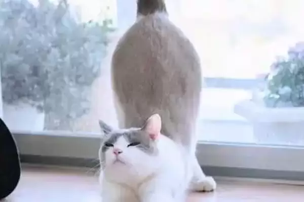 猫咪进攻前扭屁股是何原因 ,猫咪扭屁股为进攻时助力插图2 猫咪进攻前扭屁股是何原因 ,猫咪扭屁股为进攻时助力插图2