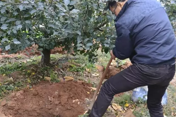 春季苹果园如何正确清园，包含物理清园和化学清园插图8