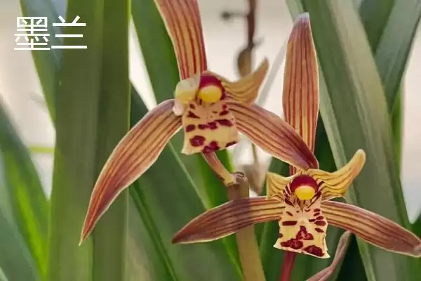 兰花的品种分类 ,兰花主要分为哪些常见品种呢?插图4 兰花的品种分类 ,兰花主要分为哪些常见品种呢?插图4