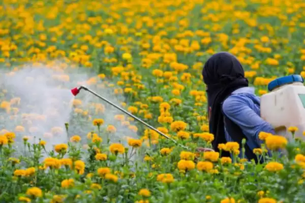 图片[4]-菊花夏天的放置问题 ,夏天菊花放外面要做哪些防护呢？-会东网