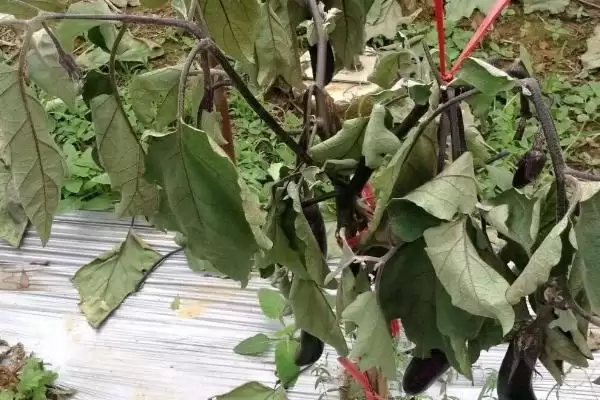 茄子猝倒病防治秘籍:种子和土壤药剂处理的要点插图3 茄子猝倒病防治秘籍:种子和土壤药剂处理的要点插图3