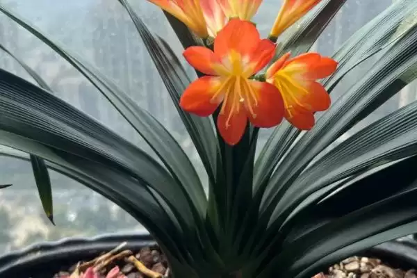 君子兰空根的预防方法 ,如何预防君子兰出现空根问题呢?插图2 君子兰空根的预防方法 ,如何预防君子兰出现空根问题呢?插图2