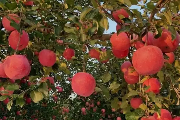 苹果着色的决定性因素,与品种、栽培环境和肥料等有关插图2 苹果着色的决定性因素,与品种、栽培环境和肥料等有关插图2