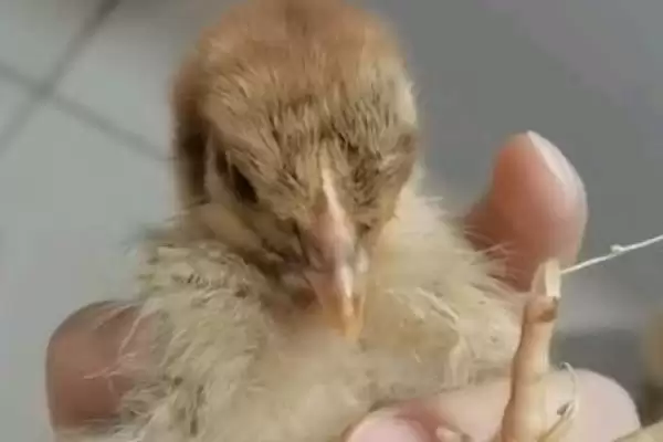 解决小鸡消化不良问题的方法和重点？养鸡要做好哪些饮食健康维护？插图1