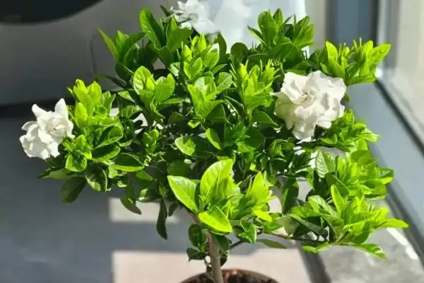 图片[2]-掌握栀子花移盆方式的方法和重点？掌握栀子花移盆方式要做好哪些细节？-会东网