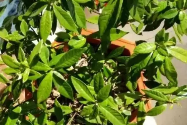 图片[8]-了解栀子花开花季节的方法和重点？了解栀子花开花季节要做好哪些细节？-会东网
