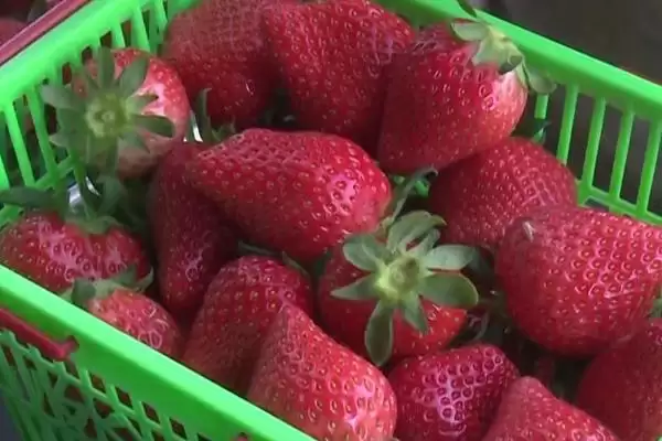 辽宁省锦州市有哪些特色水果,包括北镇葡萄、银白杏、锦州苹果等种类插图7 辽宁省锦州市有哪些特色水果,包括北镇葡萄、银白杏、锦州苹果等种类插图7