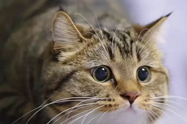 猫眼睛总是饱含泪水是何原因 ,猫患结膜炎可能致眼睛总含泪插图2 猫眼睛总是饱含泪水是何原因 ,猫患结膜炎可能致眼睛总含泪插图2