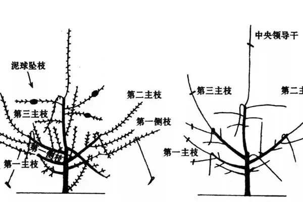 苹果树修剪方法，要逐年清理多余辅养枝插图3