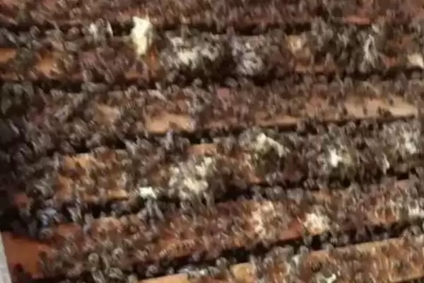 没起王台能人工分蜂吗,没有王台完全可以人工分蜂插图1 没起王台能人工分蜂吗,没有王台完全可以人工分蜂插图1