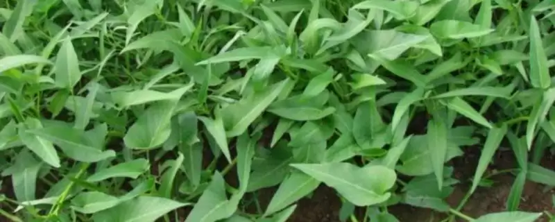 空心菜的亩产量 ,空心菜一般亩产多少斤左右呢?-会东网