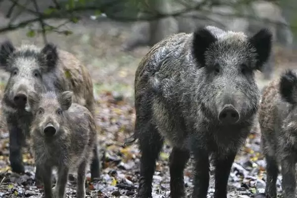特种野猪提纯复壮的方法和重点？养猪要做好哪些品种优化细节？插图2