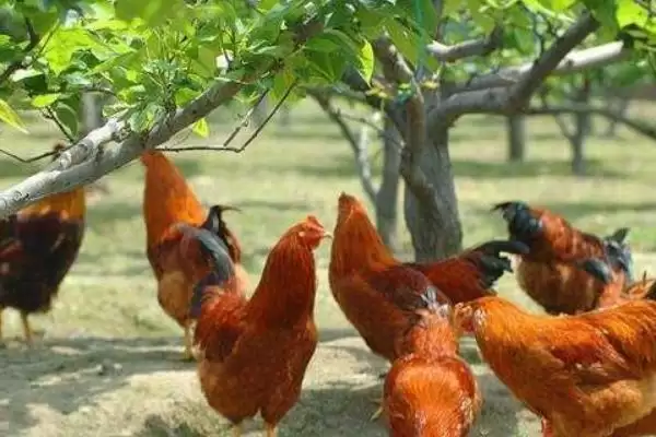 计算散养土鸡成本的方法和重点?养鸡要做好哪些成本核算?插图6 计算散养土鸡成本的方法和重点?养鸡要做好哪些成本核算?插图6