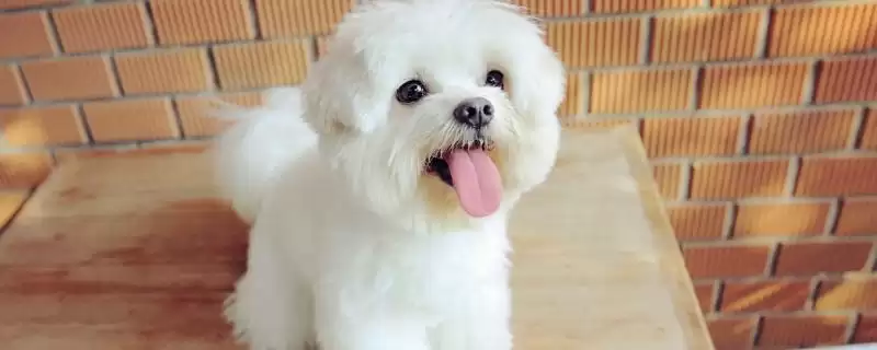如何训练狗狗上厕所？训练狗狗上厕所要运用哪些有效的训练方法？-会东网