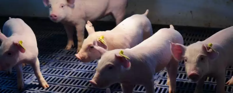 全国猪肉价格大涨原因剖析:养猪户压栏与市场短缺关系-会东网