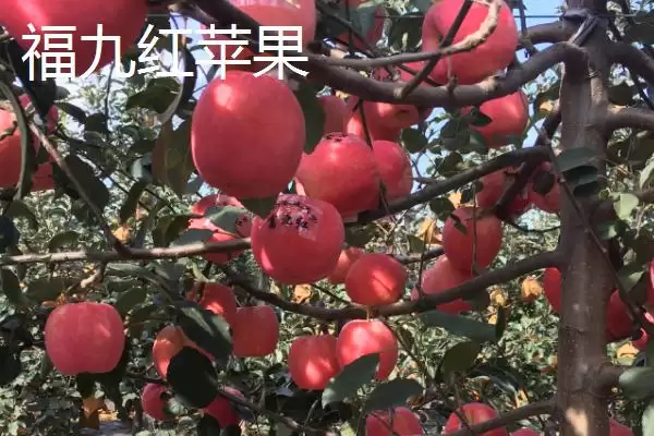 有哪些好吃的苹果新品种,包括福星、瑞雪、蜜脆等种类插图1 有哪些好吃的苹果新品种,包括福星、瑞雪、蜜脆等种类插图1