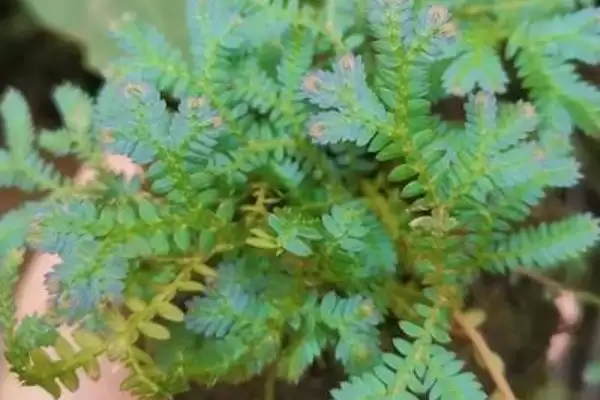 图片[7]-养殖幸福草的方法和重点？养殖幸福草要做好哪些细节？-会东网