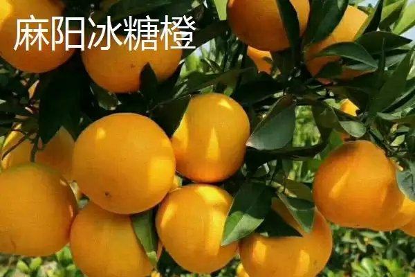 图片[2]-橙子著名产地与品质：赣州作为脐橙主产区的辉煌成就-会东网