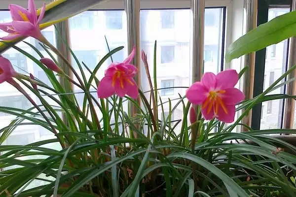 图片[3]-韭菜莲不开花的原因及解决 ,韭菜莲不开花由何引起又如何解决？-会东网