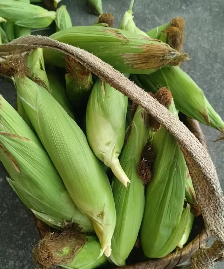 玉米种植全攻略:从选种到丰收的智慧插图1 玉米种植全攻略:从选种到丰收的智慧插图1