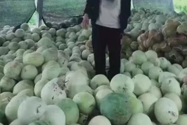 确定三白西瓜成熟天数的方法和重点？判断三白西瓜成熟要做好哪些细节？插图2