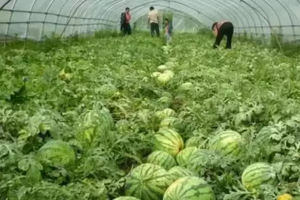 早春大棚西瓜种植管理技术的方法和重点?早春大棚种西瓜要做好哪些细节?插图1 早春大棚西瓜种植管理技术的方法和重点?早春大棚种西瓜要做好哪些细节?插图1