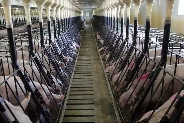 金华猪的养殖技术 ,养殖金华猪要注意哪些技术插图5