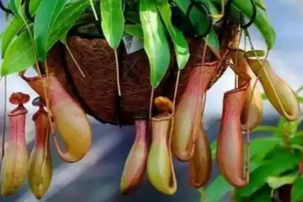 养殖猪笼草的方法和重点?养猪与特色植物养殖有哪些关联细节?插图4 养殖猪笼草的方法和重点?养猪与特色植物养殖有哪些关联细节?插图4