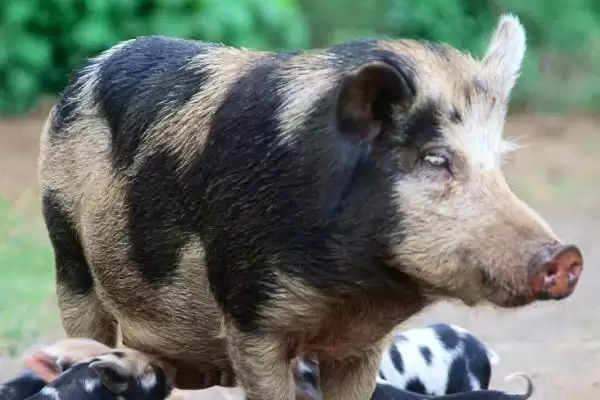 认识野猪和家猪杂交猪的方法和重点?养猪要做好哪些品种杂交细节?插图1 认识野猪和家猪杂交猪的方法和重点?养猪要做好哪些品种杂交细节?插图1