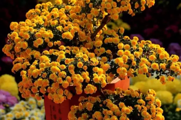 盆栽菊花施肥时机:除冬天外其他季节施肥的技巧插图2 盆栽菊花施肥时机:除冬天外其他季节施肥的技巧插图2