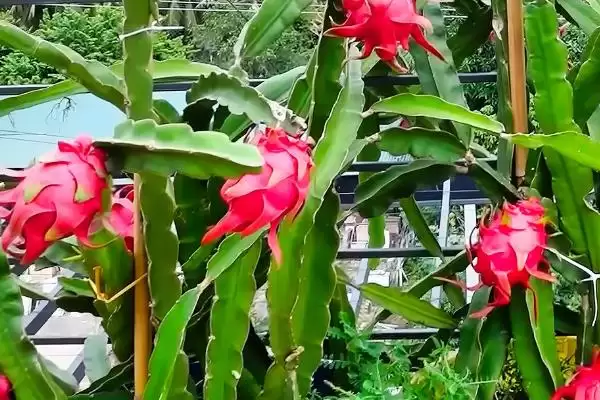 图片[4]-在阳台上种植火龙果的方法和重点？在阳台上种植火龙果要做好哪些细节？-会东网