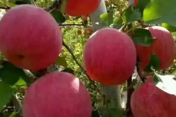 辽宁省锦州市有哪些特色水果,包括北镇葡萄、银白杏、锦州苹果等种类插图6 辽宁省锦州市有哪些特色水果,包括北镇葡萄、银白杏、锦州苹果等种类插图6