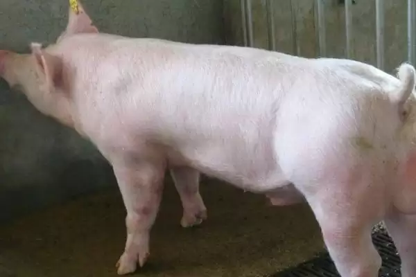 了解长白猪的方法和重点?养猪要做好哪些品种认知与养殖细节?插图1 了解长白猪的方法和重点?养猪要做好哪些品种认知与养殖细节?插图1