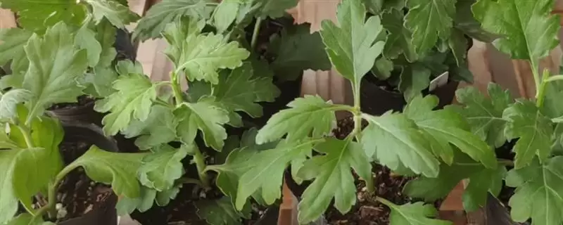 扦插菊花时间秘籍:3-5月扦插为佳的科学依据-会东网